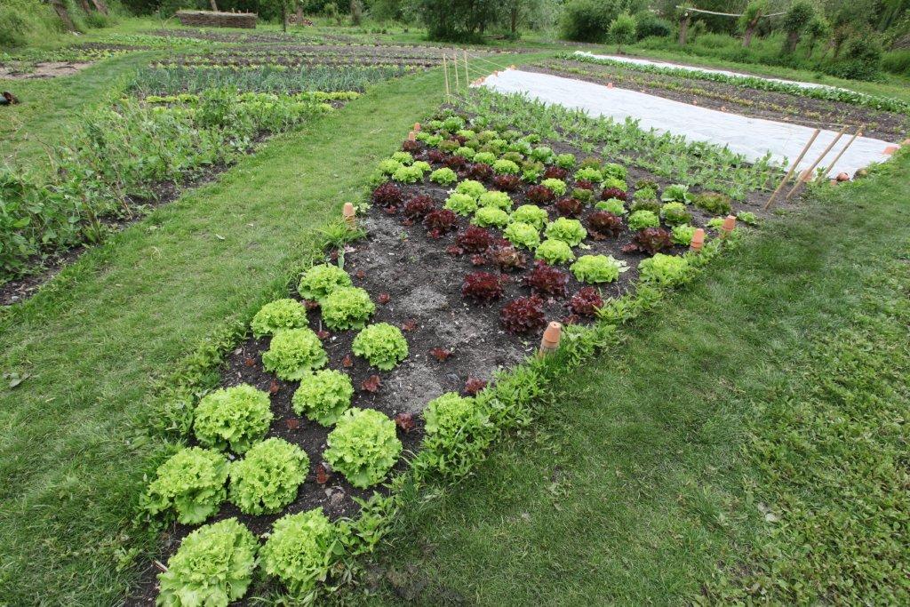 Potager bio